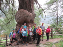 Foto vor einem besonderen Baum