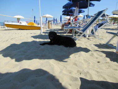 Auch Blindenführhund Nadir genießt es unter dem Sonnenschirm zu liegen