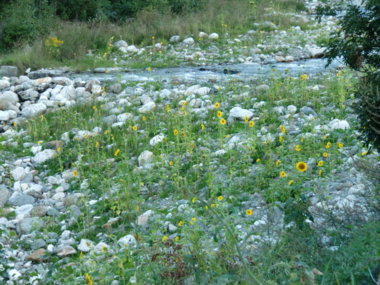 Ein Bachbett mit vielen kleinen Sonnenblumen